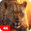 Fondos de pantalla animales 4K icon
