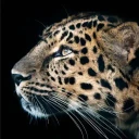 Cheetah Leopard Wallpaper
