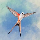 Wingspan (À TIRE D'AILES)