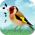 Sonidos de pájaros icon