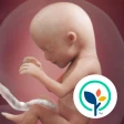 Meine Schwangerschaft & Baby icon