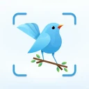 Identification des oiseaux