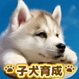 子犬のかわいい育成ゲーム - 癒しの犬育成アプリ icon