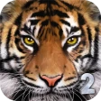 Ultimate Tiger Simulator 2 icon