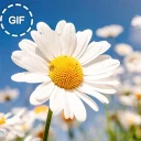 Guten Morgen & Guten Nacht Gif icon
