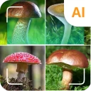 Svampidentifierare