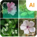 植物識別子