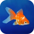 金魚育成アプリ・ポケット金魚 icon