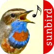 Vogelstimmen Id - Ruf + Gesang icon