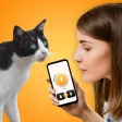 Tradutor de Gatos - Jogo Gato icon