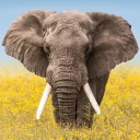 Wildlife Weather