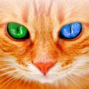 人猫語翻訳機