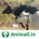 कोई भी पशु ख़रीदे बेचे Animall