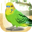 癒しのインコ育成ゲーム icon