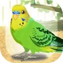 癒しのインコ育成ゲーム