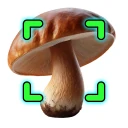Mushromizer