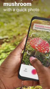 Picture Mushroom - Mushroom ID screenshot