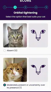 Feline Grimace Scale screenshot
