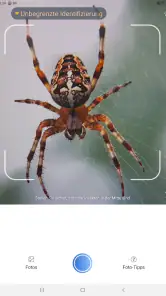 Picture Insect - Insekten ID screenshot