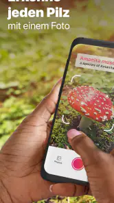Picture Mushroom - Pilzführer screenshot