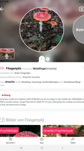 Picture Mushroom - Pilzführer screenshot
