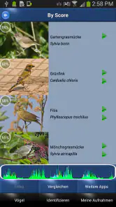 Vogelstimmen Id - Ruf + Gesang screenshot
