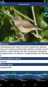 Vogelstimmen Id - Ruf + Gesang screenshot
