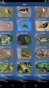 Vogelstimmen Id - Ruf + Gesang screenshot