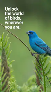 Audubon Bird Guide screenshot