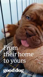 Good Dog: Find Your Puppy screenshot
