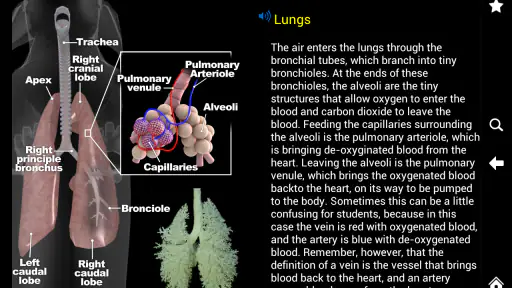 Horse Anatomy: Equine 3D screenshot