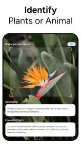 Lens AI & Reverse Image Search screenshot