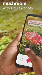 Picture Mushroom - Mushroom ID screenshot
