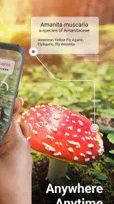 Picture Mushroom - Mushroom ID screenshot