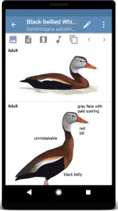 Sibley Birds 2nd Edition screenshot