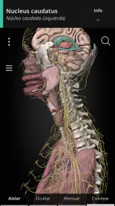 Anatomyka - Anatomía 3D screenshot