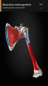 Anatomyka - Anatomía 3D screenshot