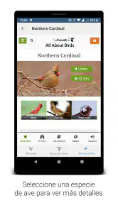 BirdNET screenshot