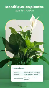 Blossom - Identifique plantas screenshot