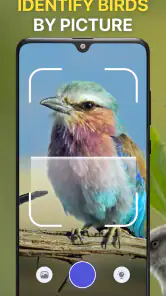 Identificador de Aves: Bird ID screenshot