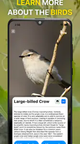 Identificador de Aves: Bird ID screenshot