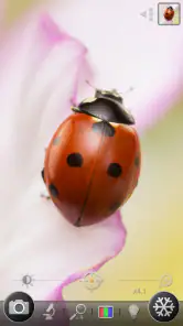 Lupa & Microscopio screenshot