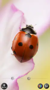 Lupa & Microscopio screenshot
