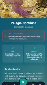 Meduseo screenshot