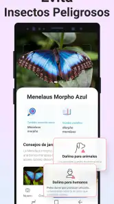 Picture Insect - Insectos ID screenshot