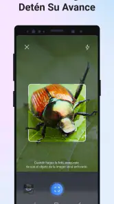 Picture Insect - Insectos ID screenshot