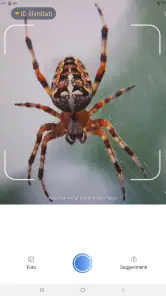 Picture Insect - Insectos ID screenshot
