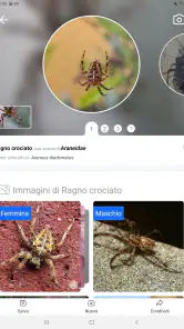 Picture Insect - Insectos ID screenshot