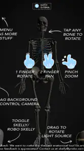 Skelly: Poseable Anatomy Model screenshot