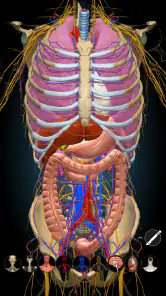 Anatomy Learning - 3D Anatomy screenshot